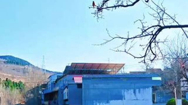 #农村生活 #走进彩石街道(362)中泉村。清晨鸟唱韵悠长，恰似琴弦奏乐章。田园