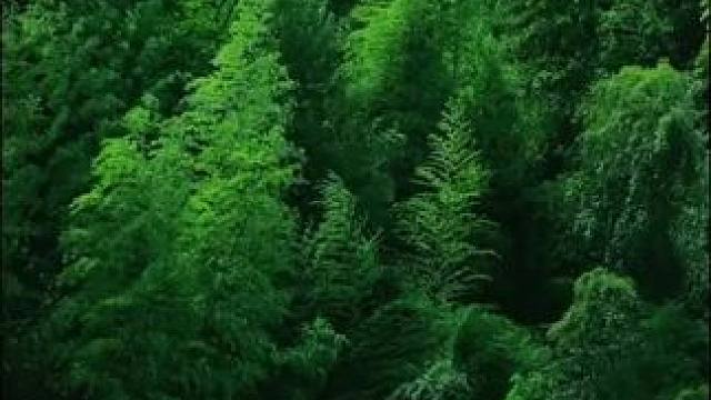 竹林把四季酿成深绿，而我们把时光熬成默契。当风穿过枝叶，便听懂那句未说的话：想和你，在这样的绿意里，