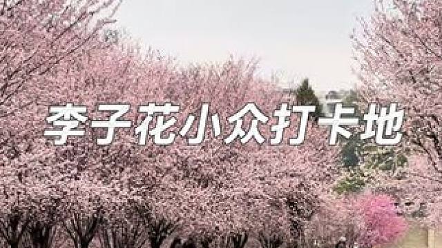 分享一个小众免费观赏李花的好地方 #踏春赏花 #李子花 #贵州赏花攻略 #春日游玩攻略 #春日赏花好