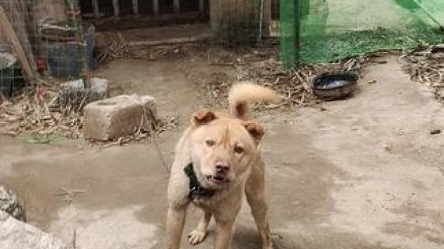 广西中华田园犬#中华田园犬 ##本村最靓的狗 #广西土狗 #喜欢中华田园犬请关注 #农村土狗