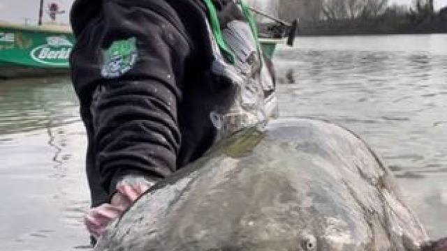 鲶鱼成精了 #国外视频分享 #好大一条鱼 #钓鱼的乐趣只有钓鱼人懂