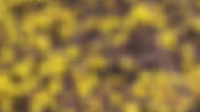 #迎春花绽放 #感受春的气息 #满屏春天愿你一路繁花