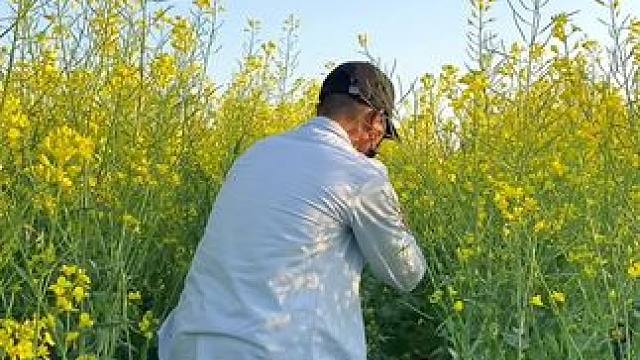 看到油菜花开了试试这样拍太美了#手机摄影 #拍摄技巧 #油菜花 #随拍 #治愈系风景