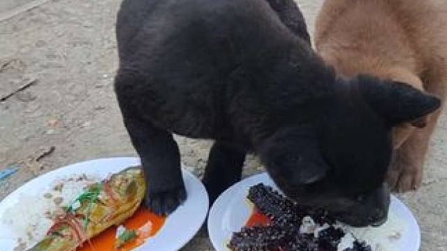 小黄，等等我呀！别一个人吃完了#养狗的乐趣