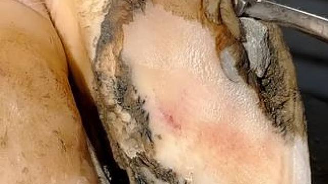 一堆石头卡在了牛蹄里留下一个深坑#解压#修牛蹄#瓜子二手车