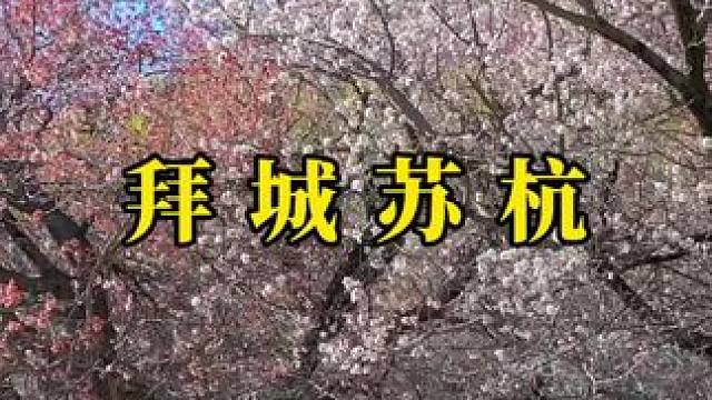 每个人都有自己的角落 安静又辽阔 孤独又踏实 #治愈系风景 #阳春三月春暖花开 #旅行 #赏花