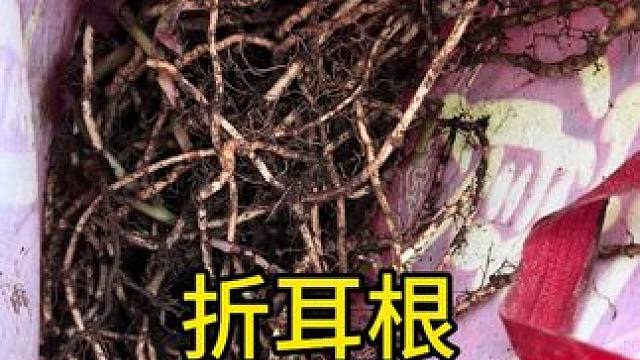 有多少人吃过咱们贵州折耳根。#我的乡村生活 #感受大自然 #农村生活 #原创视频