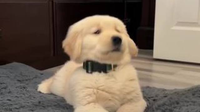 跟着节奏摇～#萌宠