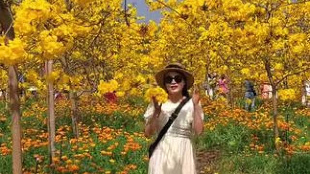 9.9金色春谷第一波预售票一定要先囤，第二波即将涨价，去年4.2号现场实拍#治愈系风景 #一起去春游