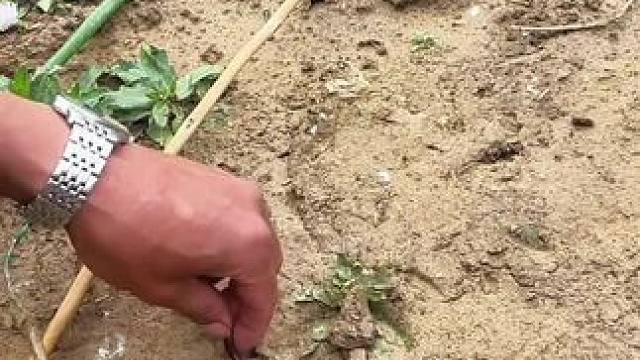 这个钓鱼还不错#钓鱼只有钓鱼人懂 #钓鱼 #钓鱼人的天堂 #钓鱼人就是这么疯狂 #钓鱼那些事