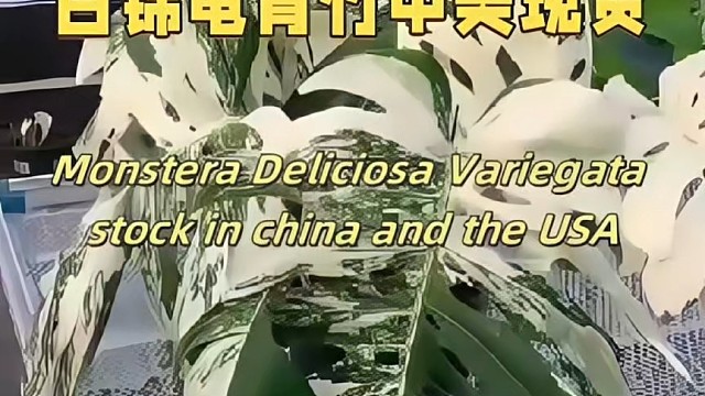 白锦龟背竹 中美現貨