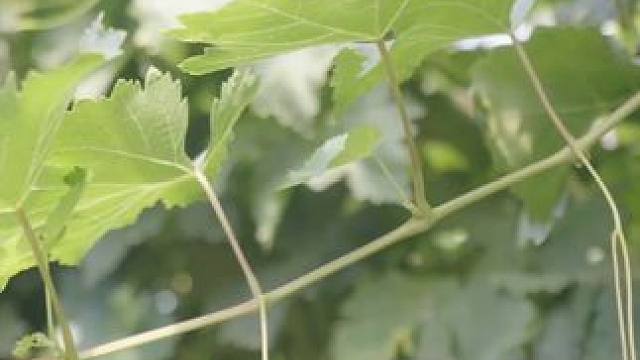 我发布了一个新视频，快来围观吧！