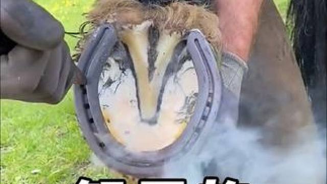 解压的马匹护理修剪过程#解压 #解压视频 #极度舒适 #修剪 #马蹄