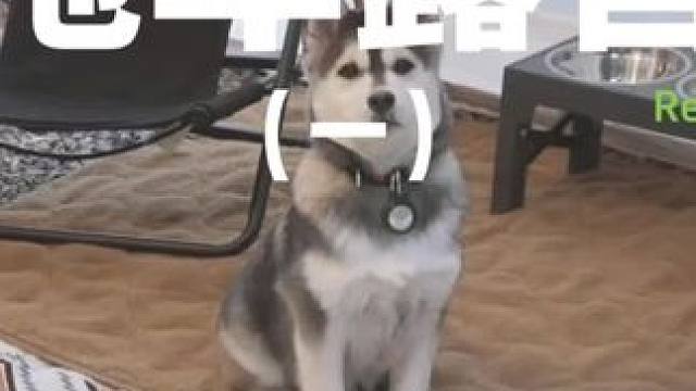 拖车露营（一）#露营 #助眠 #工业 #哈士奇 #户外露营