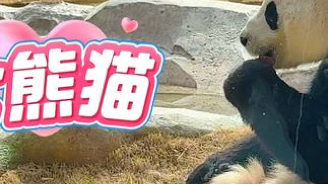 我的饭搭子是大熊猫，你的呢？#春天适合吸熊猫 #欧乐堡动物王国熊猫 #大熊猫有多萌 #熊猫