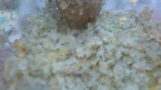 #爬宠 #海缸日记 #水族箱 #寄居蟹 #吊娃娃