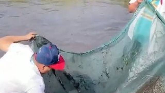 #户外捕鱼 #好多鱼