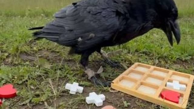 聪明的宠物乌鸦 #国外视频分享 #奇妙的动物 #宠物