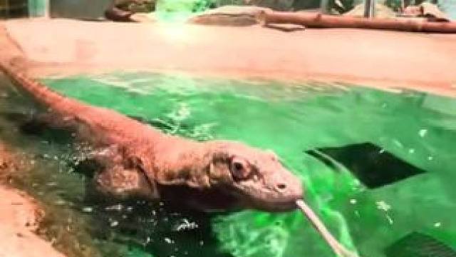 科莫多巨蜥 #国外视频分享 #野生动物零距离 #奇妙的动物