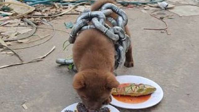 小卡吃饱之后，继续看好门哦#中华田园犬