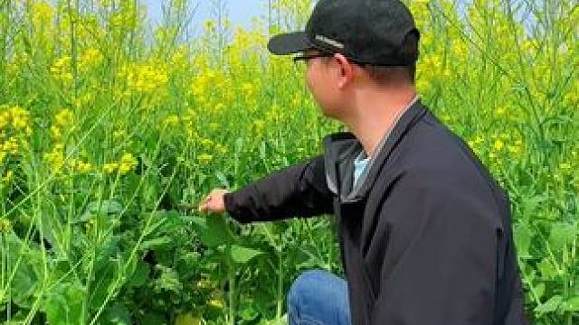 油菜花开了这样拍也太美了，简单易学又出片#拍摄技巧 #拍花技巧 #油菜花 #治愈系风景