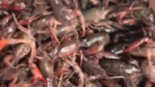 小龙虾开干啦！#小龙虾