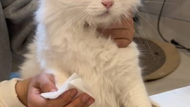 出一只不愿意擦眼屎的小猫 全瑕 #狮子猫 #暴躁小猫 #记录猫咪日常