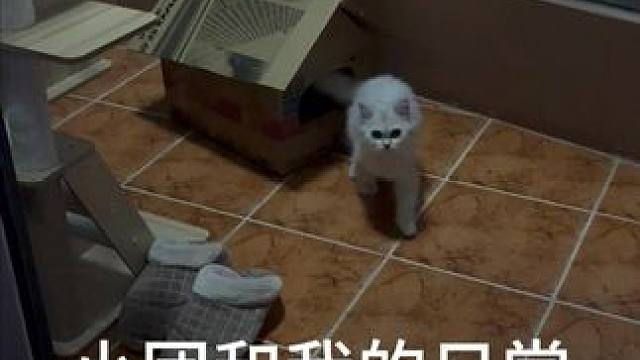 小团和我的日常第七天 小团和我的日常第七天#银渐层 #宠物#猫