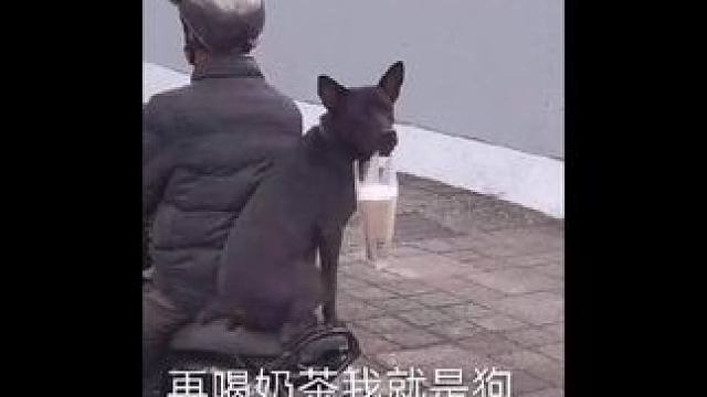 这回原价就能喝上更健康的奶茶啦 #奶茶  #因为奶牛一天餐标80破防了  #关注20岁宝宝健康成长