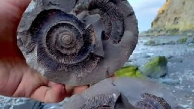 亿万年前的菊石和箭石化石 #国外视频分享 #史前生物 #古生物化石 #化石