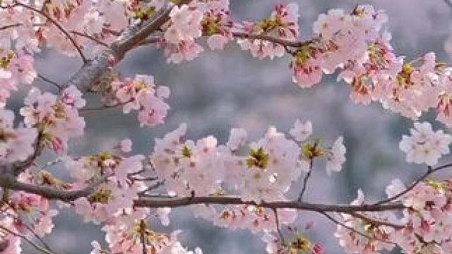 愿大家2025都能心想事成，顺风顺水#春分#习俗#二十四节气#正能量 #娱乐评论大赏