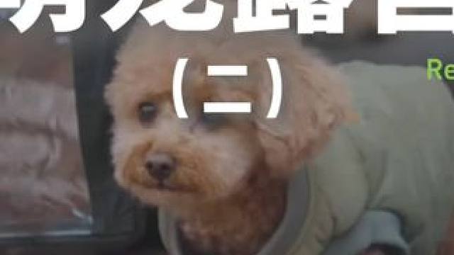 萌宠露营（二）带上狗子去海边露营，一个周末根本不够，好想在这里定居。。。#露营 #助眠 #解压 #萌