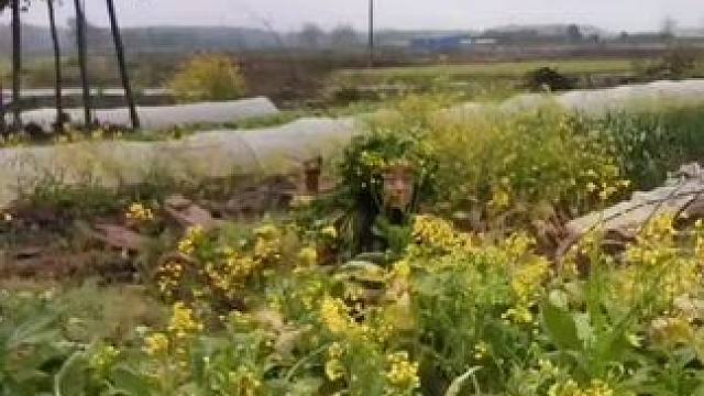 山卡卡里的农村大姐学费了开直播每天收获满满满您还在恐播怕播不敢开播开播了不知说什么吗#记录真实生活 