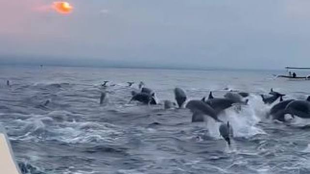 我们什么时候一起去罗威纳追海豚#罗威纳追海豚 #治愈系风景 #旅行大玩家