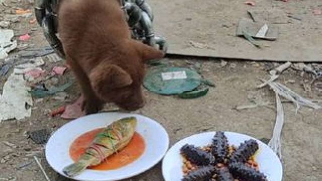 小卡吃饱了才有力气看门哦，今天任务交给你了#农村土狗