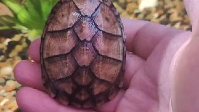 宝子们，育才北大街大囍凤火锅鸡·佰尚大盘鸡有口福价。鸡肉新鲜现炒味美，单人套餐22.8元，想吃快点左