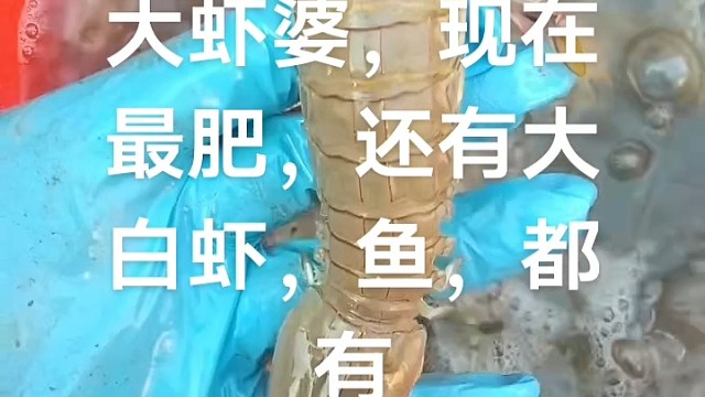 刚刚上来的新鲜货哦