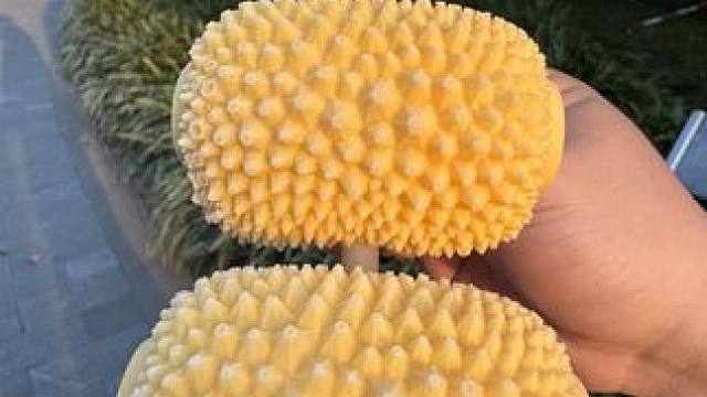 说啊！说你要请我吃个榴莲锤子！ #春天是冰淇淋的季节 #雪糕 #雪糕刺客 #春天的第一支雪糕又来了