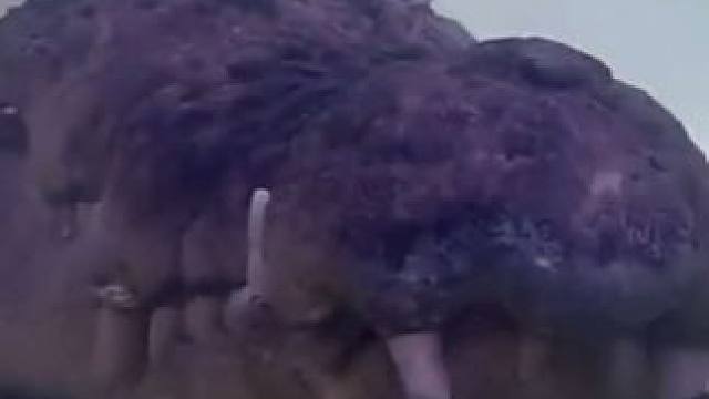 #鳄鱼#恐惧 #动物世界