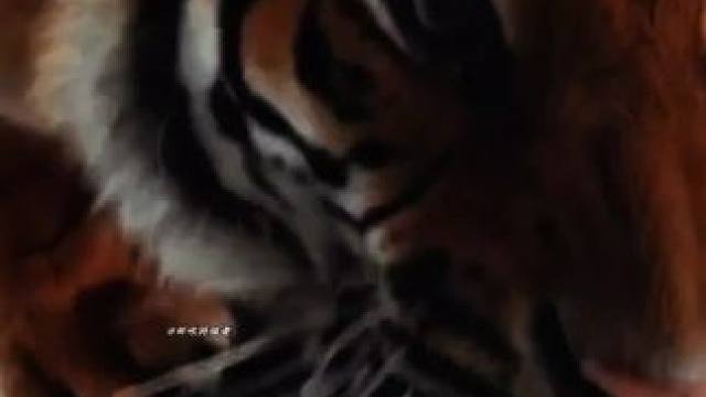 老虎的咆哮声音v16发动机#猛兽 #老虎 #虎啸