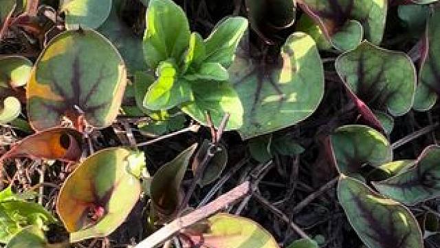 这回终于轮到我了吧！ #农村美食 #大山里的味道 #大自然的馈赠 #来一口乡间春分的味道