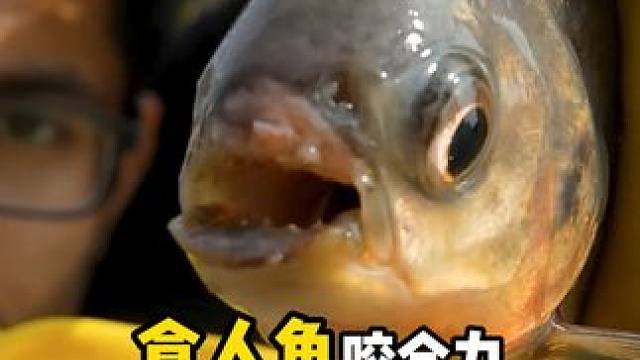 它是淡水流域最凶残的捕食者！ #内容启发搜索 #科普 #涨知识