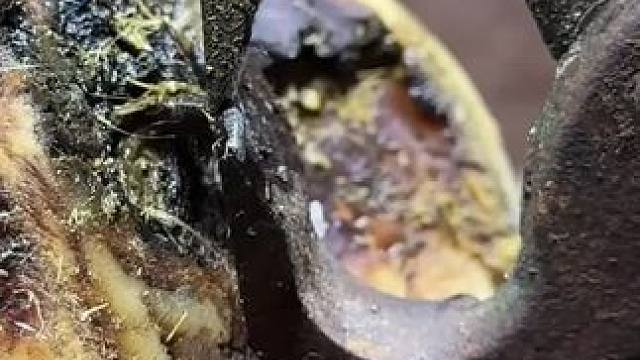 钉子深深的扎进了牛蹄，看小哥如何解决#解压 #修牛蹄 #神奇的闲鱼