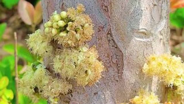 谁的花是开在树干上的吖，它就是树葡萄（也叫嘉宝果）##嘉宝果树