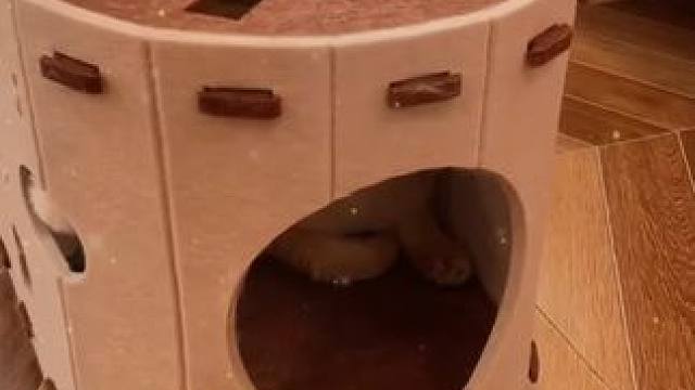 没有猫咪能拒绝的猫咪掏掏乐#新手养猫   #猫窝  #猫抓板  #猫玩具  #猫管家宠物用品