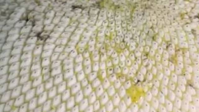 如此好吃的东西却直接生啃硬咬#瓜子 #葵花籽 #超划算超便宜 #坚果炒货 #追剧小零食