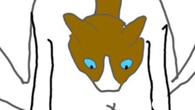 布偶猫能别养就别养，太折磨了 #meme猫表情包 #猫meme表情包 #毫无违和感