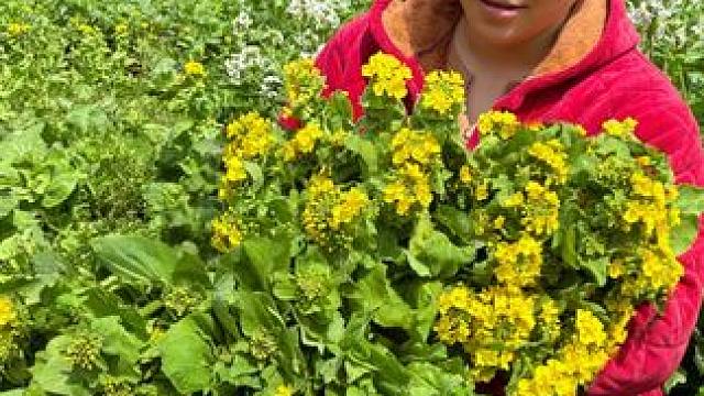 今天欧妹去摘了一大堆白菜苔 #农村生活