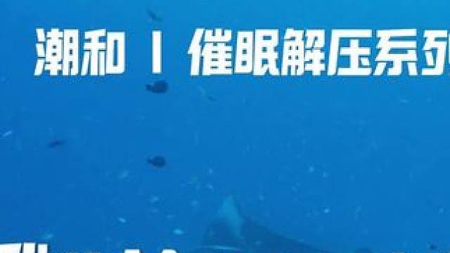 我的Manta老师#海洋生物