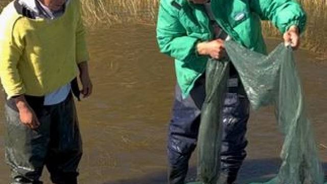 #户外捕鱼 #好多鱼